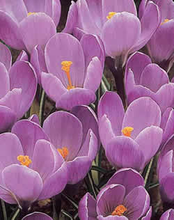 Crocus Remembrance Xtra Large Bulbs