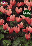 Cilicium - Cyclamen Bulb