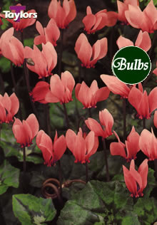 Cilicium - Cyclamen Bulb