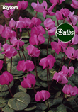 Coum - Cyclamen Bulb