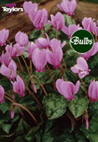 Hederifolium - Cyclamen Bulb