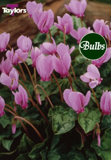 Hederifolium - Cyclamen Bulb