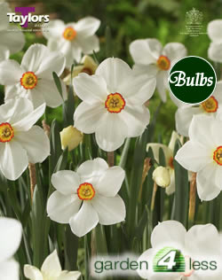 Daffodil Actaea Bulbs - Poeticus