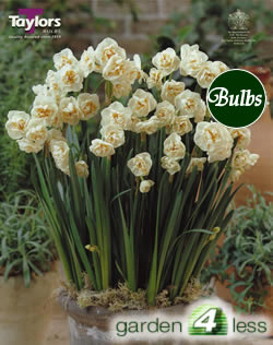 Daffodil Bridal Crown Bulbs - Narcissi for Indoor Pots