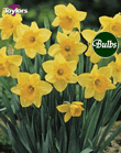 Carlton - Bulk Daffodil Bulb Bags 2kg