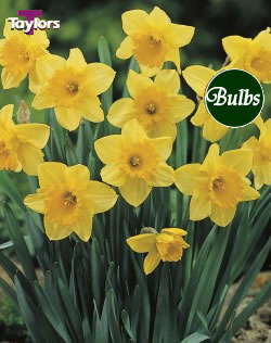 Carlton - Bulk Daffodil Bulb Bags 2kg