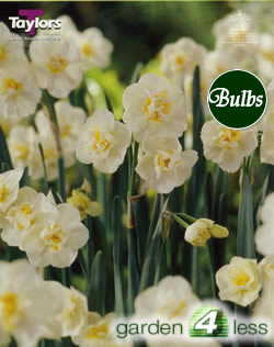 Daffodil Cheerfulness White Bulbs - Multi-Headed
