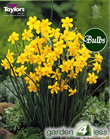 Daffodil Baby Moon Bulbs - Species Narcissi