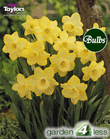 Daffodil Binkie Bulbs - Large to Medium Variety