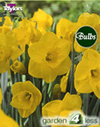 Daffodil Camelot Bulbs - Large to Medium Variety