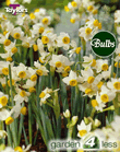 Daffodil Canaliculatus Bulbs - Species Narcissi