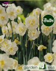 Daffodil Cheerfulness White Bulbs - Multi-Headed
