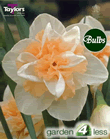 Daffodil Delnashaugh Bulbs - Doubles