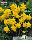 Daffodil Double Campernelle Bulbs - Species Narcissi