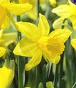 Daffodil February Gold Bulbs - Species Narcissi