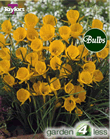 Daffodil Golden Bells Bulbs - Species Narcissi