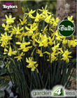 Daffodil Hawera Bulbs - Species Narcissi