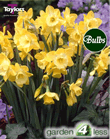 Daffodil Intrigue Bulbs - Species Narcissi