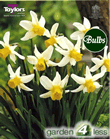 Daffodil Jack Snipe Bulbs - Species Narcissi