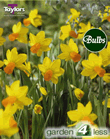 Narcissi Jetfire Bulbs - XL Value Range