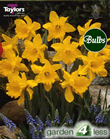 Daffodil King Alfred Select Bulbs - Large to Medium Variety