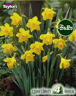 Daffodil Little Gem Bulbs - Species Narcissi