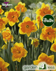 Daffodil Mondragon Bulbs - Butterfly Daffodils