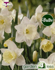 Daffodil Mount Hood Bulbs - Large to Medium Variety