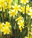Daffodil New Baby Bulbs - Species Narcissi
