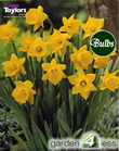 Daffodil Obvallaris Bulbs - Species Narcissi