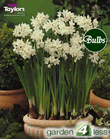 Paperwhite Narcissi