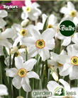 Daffodil Pheasants Eye Bulbs - Poeticus