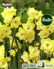 Narcissi Pipit Bulbs - XL Value Range
