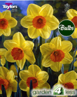 Daffodil Sealing Wax Bulbs - Large to Medium Variety