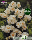 Daffodil Sir Winston Churchill Bulbs - Multi-Headed