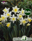 Daffodil Spring Dawn Bulbs - Species Narcissi