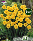Daffodil Sun Disc Bulbs - Species Narcissi