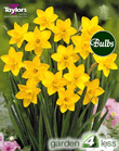 Daffodil Sweetness Bulbs - Species Narcissi