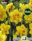 Daffodil Tahiti Bulbs - Doubles