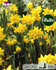 Daffodil Tete A Tete Bulbs - Species Narcissi
