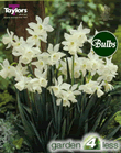 Daffodil Triandrus Thalia Bulbs - Species Narcissi