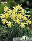 Daffodil W P Milner Bulbs - Species Narcissi