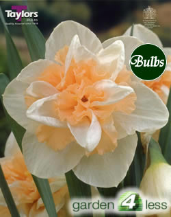 Daffodil Delnashaugh Bulbs - Doubles