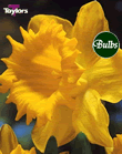 Dutch Master - Bulk Daffodil Bulb Bags 25kg