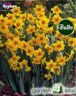 Daffodil Falconet Bulbs - Species Narcissi