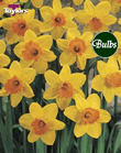 Fortune - Bulk Daffodil Bulb Bags 2kg