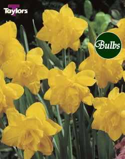 Golden Ducat - Bulk Daffodil Bulb Bags 2kg