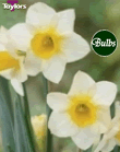 Daffodil Golden Echo Bulbs - Species Narcissi