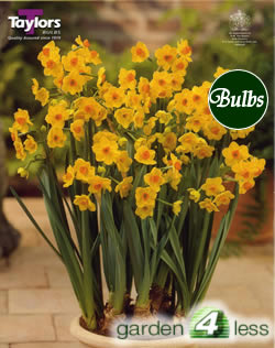 Daffodil Grand Soleil D'or Bulbs - Narcissi for Indoor Pots