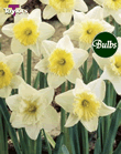 Ice Follies - Bulk Daffodil Bulb Bags 2kg